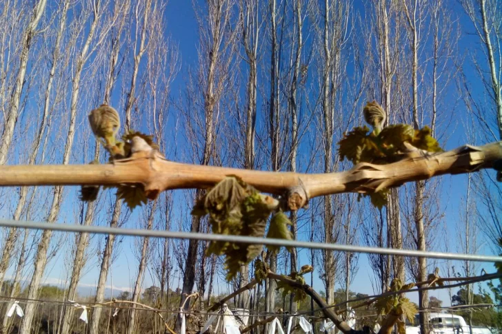 Creció el 42,6% la cantidad de horas de frío en el agro en los últimos tres años