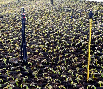 Pistacho y el tomate para industria en alza, pero cae producción de chacras