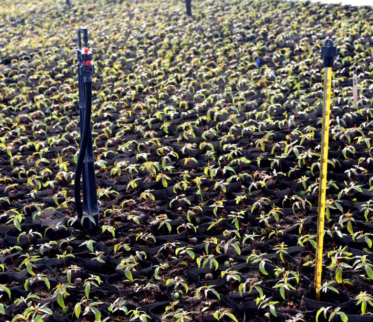 Pistacho y el tomate para industria en alza, pero cae producción de chacras