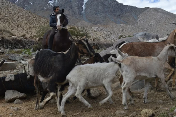 Por segundo año consecutivo no se harán las veranadas en los valles cordilleranos