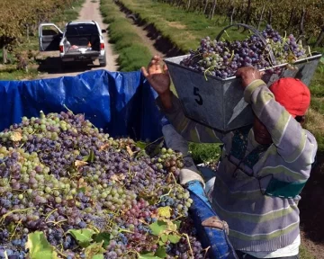 Hay polémica por los planes sociales y la falta de mano de obra en cosecha de uva