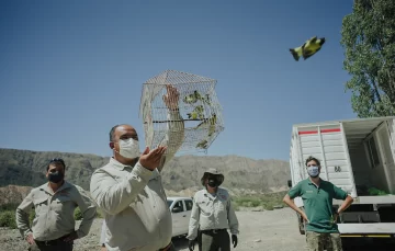 Tras su rehabilitación, liberaron unas 100 aves en Sarmiento Tras su rehabilitación, liberaron unas 100 aves en Sarmiento