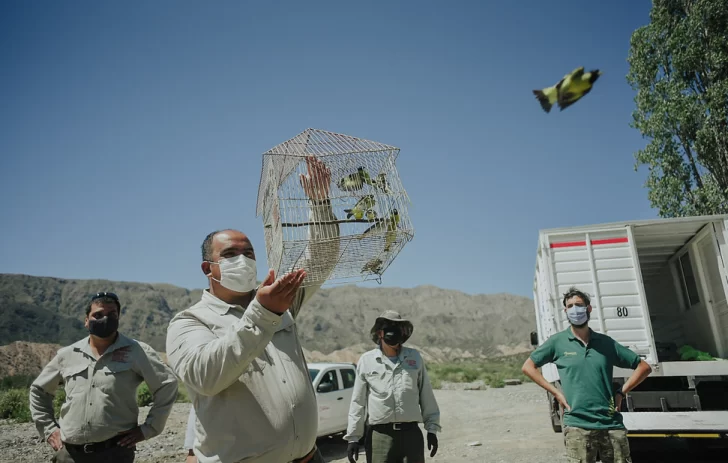 Tras su rehabilitación, liberaron unas 100 aves en Sarmiento Tras su rehabilitación, liberaron unas 100 aves en Sarmiento
