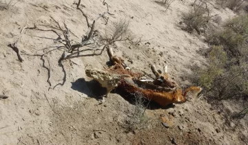 25 de Mayo: puesteros dicen que pasan días sin agua, pero el intendente lo niega