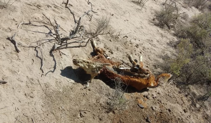 25 de Mayo: puesteros dicen que pasan días sin agua, pero el intendente lo niega