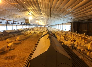 Avícola mundial compró más de 600 ha y entrará en producción en 2022 Avícola mundial compró más de 600 ha y entrará en producción en 2022