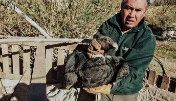Rescataron un cóndor hembra Rescataron un cóndor hembra