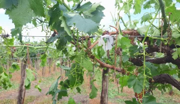Una segunda granizada dañó cultivos en cinco localidades de Sarmiento