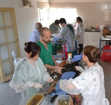 En 4 meses, esterilizaron 3600 animales en San Juan En 4 meses, esterilizaron 3600 animales en San Juan