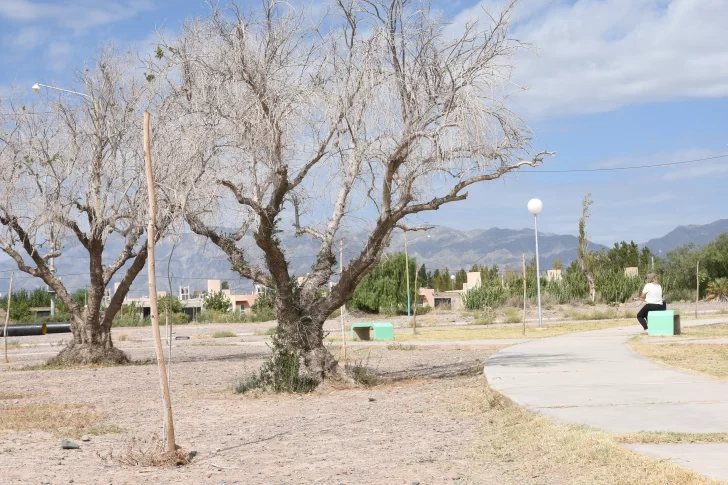 Vecinos reclaman que las plazas de un barrio parecen abandonadas desde hace 4 años