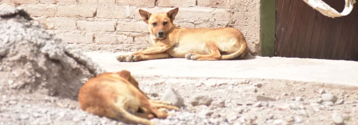 Polémica: alimentar a los perros que viven en la calle, un debate que divide las aguas Polémica: alimentar a los perros que viven en la calle, un debate que divide las aguas