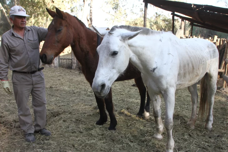 Alarma por la cantidad de animales maltratados que ingresan al Faunístico