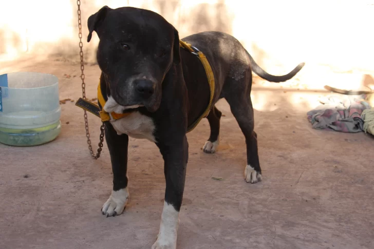 Estiman que hay más de 400.000 perros peligrosos y darán 90 días para registrarlos