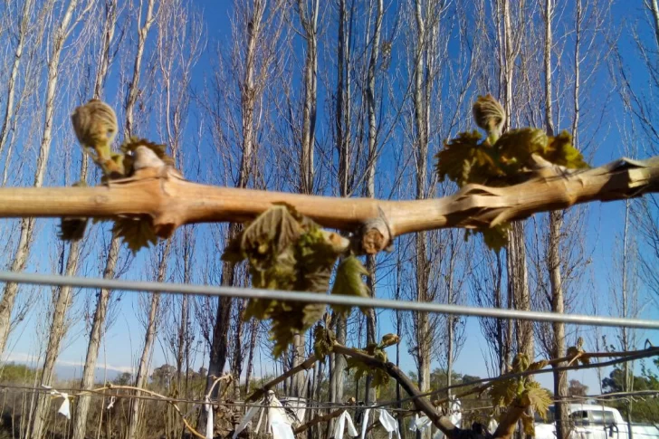En el agro se registra el invierno más frío de los últimos cinco años