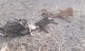 La sequía provoca desesperación en unos 400 ganaderos en Valle Fértil La sequía provoca desesperación en unos 400 ganaderos en Valle Fértil