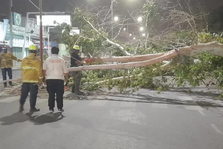 Trabajaron hasta 5 horas para levantar las ramas y árboles que tiró el ventarrón