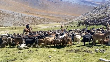 Pese a la decisión de suspender la veranada, crianceros chilenos trajeron ganado a pastar Pese a la decisión de suspender la veranada, crianceros chilenos trajeron ganado a pastar