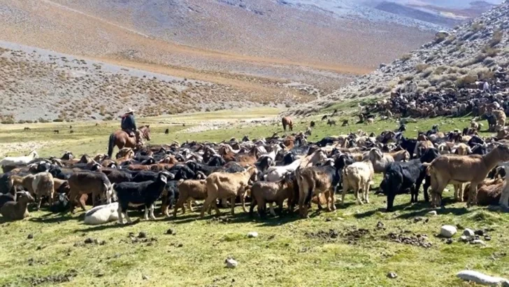 Pese a la decisión de suspender la veranada, crianceros chilenos trajeron ganado a pastar Pese a la decisión de suspender la veranada, crianceros chilenos trajeron ganado a pastar