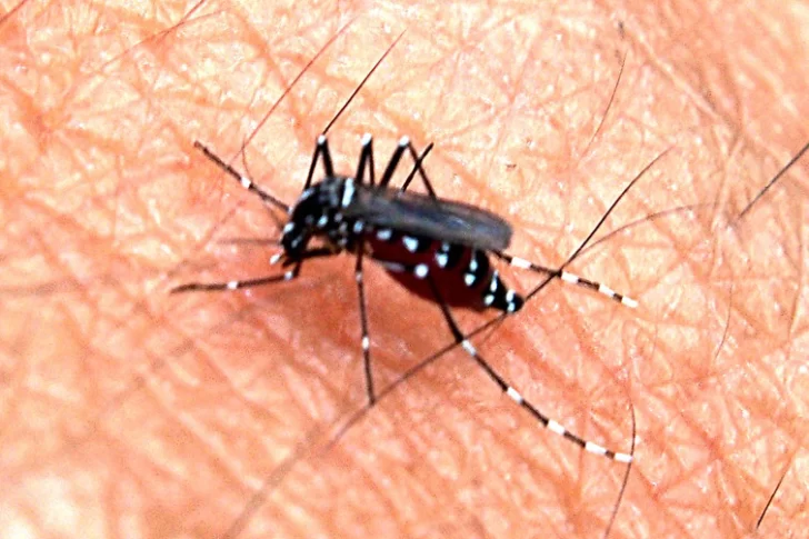 Se incrementaron los casos sospechosos de dengue en San Juan: hay 30 en estudio