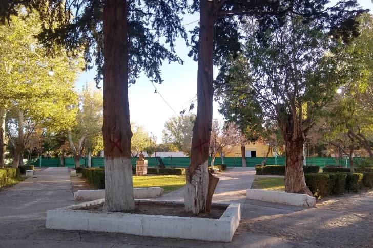 En Iglesia quieren talar árboles centenarios y un grupo de vecinos salió a oponerse