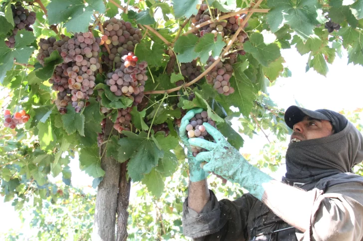 Los viñateros sanjuaninos se suman a las críticas por el funcionamiento de la Coviar