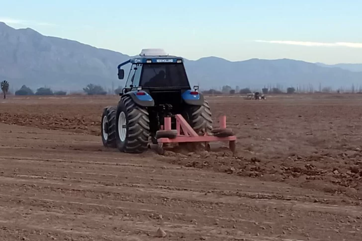 Con un dólar alto y consumo en alza este año se plantarán más tomates