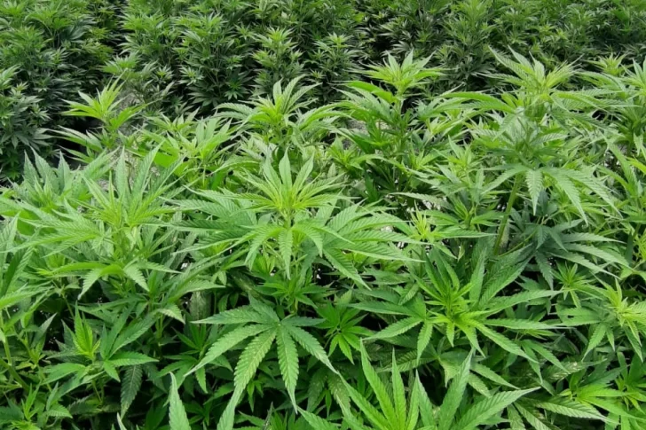 Ya hay seis empresas con proyectos en marcha para producir cannabis medicinal