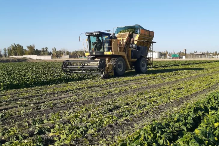 Por la abundancia de agua creció el 30% la compra de tierras en el Médano