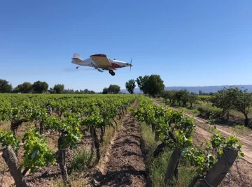 La Nación planea enviar fondos para la lucha contra la polilla de la vid