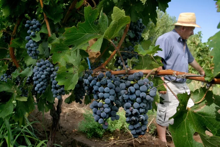 Viñateros anticipan más demanda de vinos por los problemas climáticos