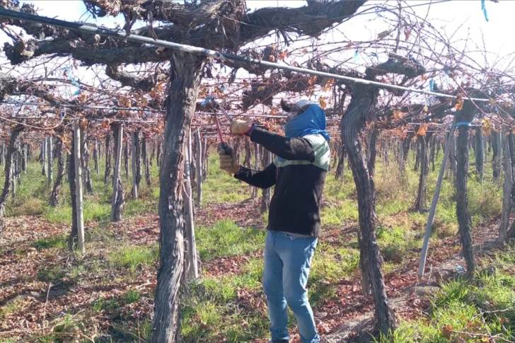 Tras la primera helada, los viñateros festejan y chacareros se preocupan