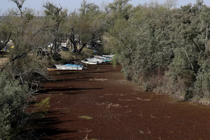 Piden ahorrar agua para consumo por la histórica bajante del Paraná