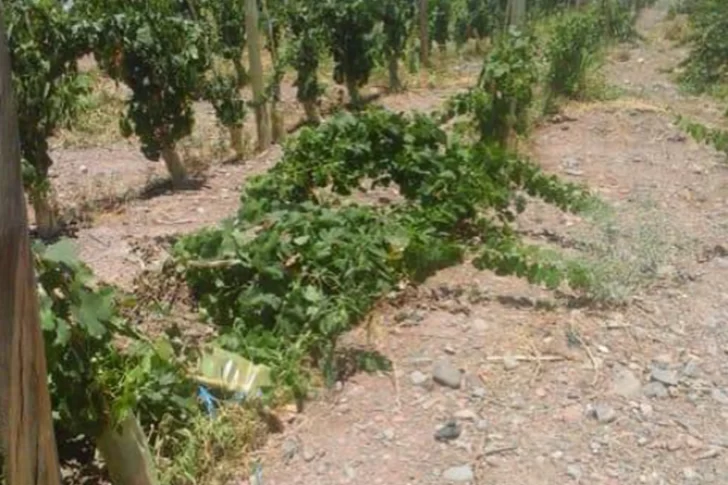 A los viñedos se suma el robo de equipos de riego, autopartes y cables