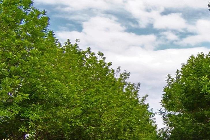 Colocarán árboles nuevos en casi cuatro kilómetros de vía pública cerca del centro