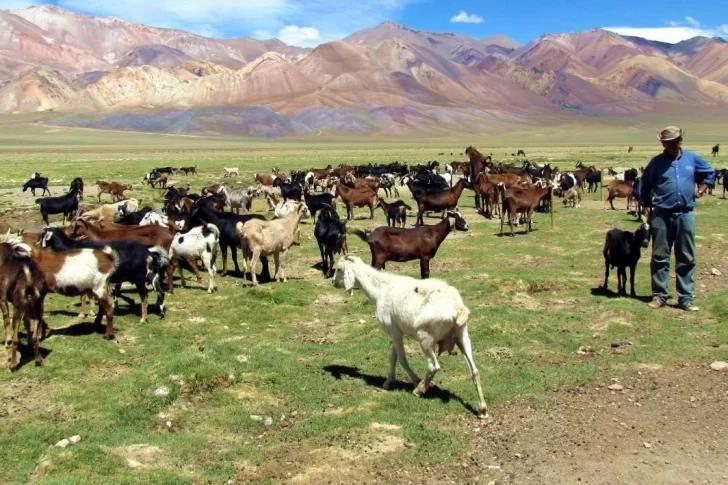 Por la sequía autorizan ingreso de poco ganado y por menos tiempo