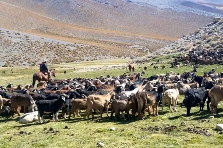 La actividad de las veranadas mueve casi 98 millones de pesos por cada temporada