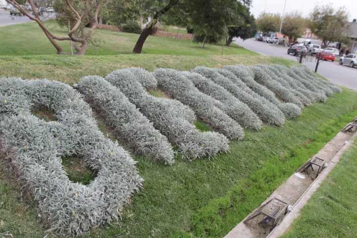 Los secretos detrás del único letrero con plantas que existe en la provincia