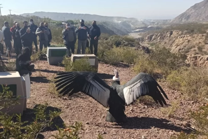 El Faunístico tendrá un centro para cuidar cóndores, sin contacto con los humanos