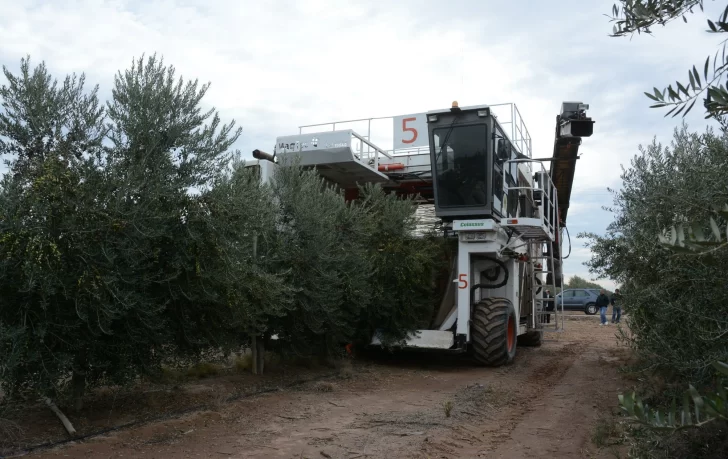 En una sola temporada la plantación de olivos crece un 13% en San Juan