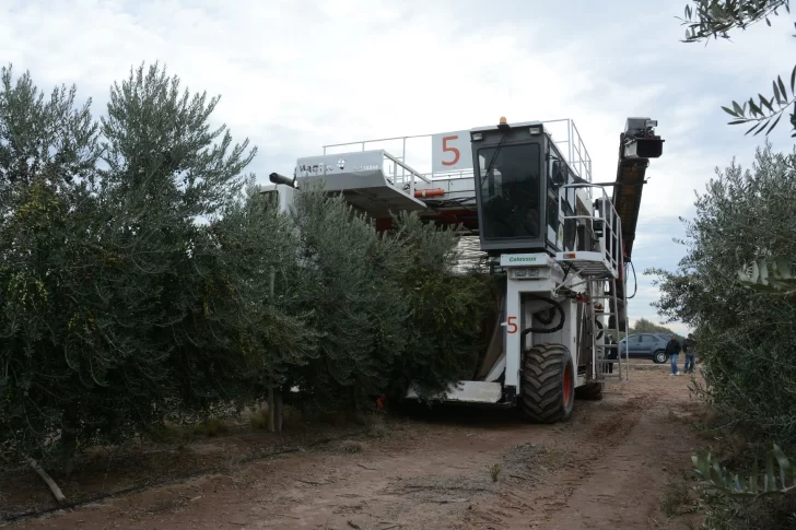 En una sola temporada la plantación de olivos crece un 13% en San Juan