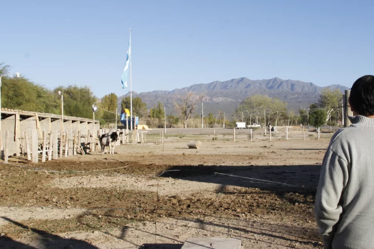Perros callejeros: en Ullum habrá un plazo de hasta 6 meses antes de la muerte inducida