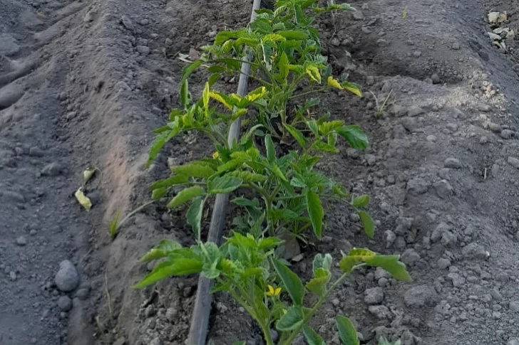 Productores alertan que por falta de insumos de riego peligran cultivos