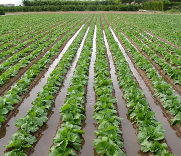 Cultivos de ajo y verduras de hoja, lo más afectado por la falta de agua en las chacras