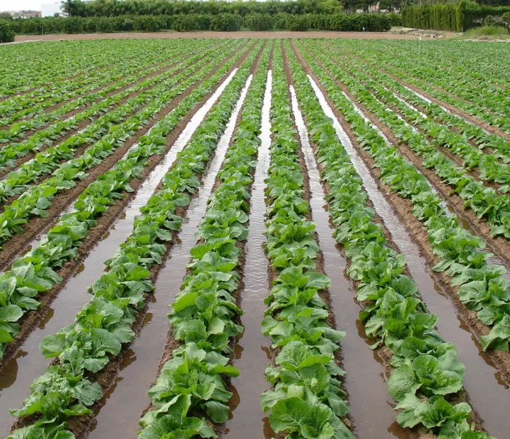 Cultivos de ajo y verduras de hoja, lo más afectado por la falta de agua en las chacras