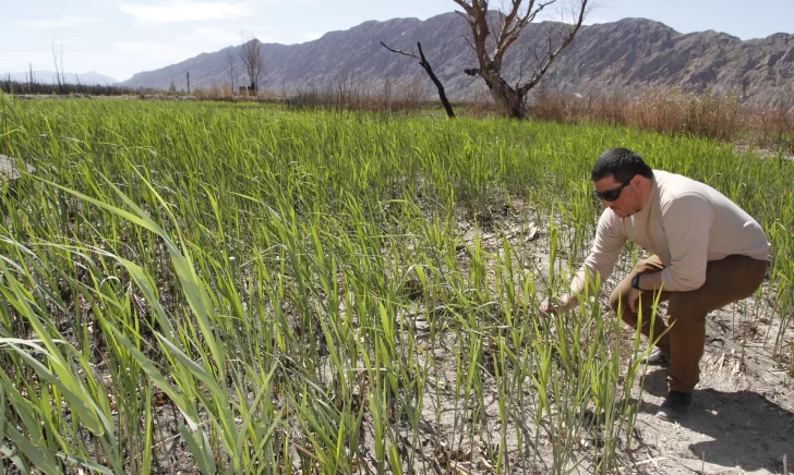 El Parque Sarmiento ya recuperó un 60% de la vegetación de los humedales El Parque Sarmiento ya recuperó un 60% de la vegetación de los humedales
