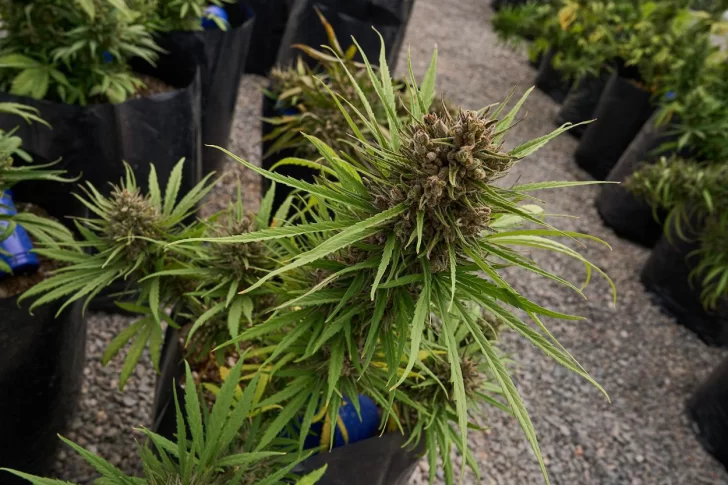 La UNSJ aportará investigación a producción de cannabis medicinal