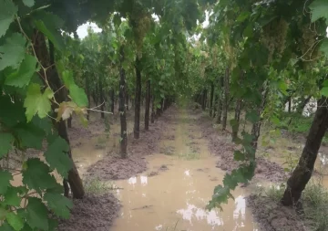 Alarma en viñateros por si sigue lloviendo y afecte más la cosecha