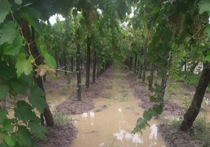 Alarma en viñateros por si sigue lloviendo y afecte más la cosecha