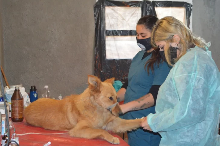 La mitad de los perros que esterilicen en quirófanos de Ambiente serán callejeros