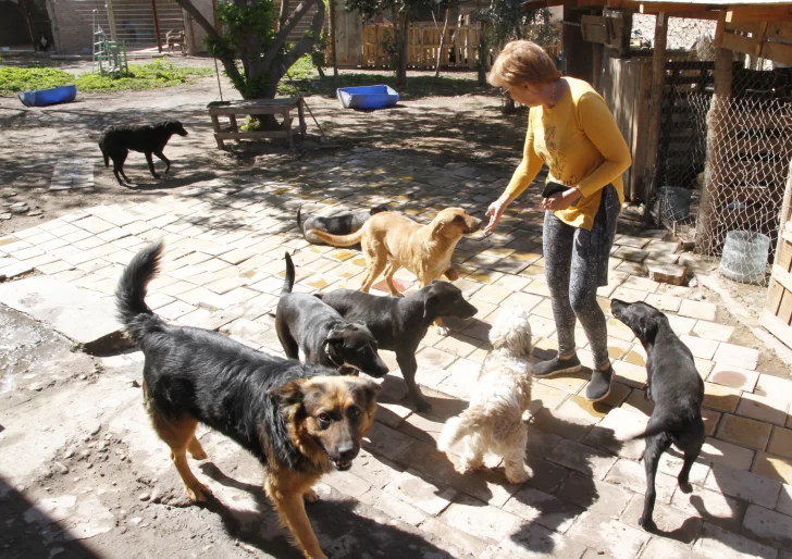 Con rifas, ferias y donaciones, las protectoras cubren sus gastos con poca ayuda oficial Con rifas, ferias y donaciones, las protectoras cubren sus gastos con poca ayuda oficial